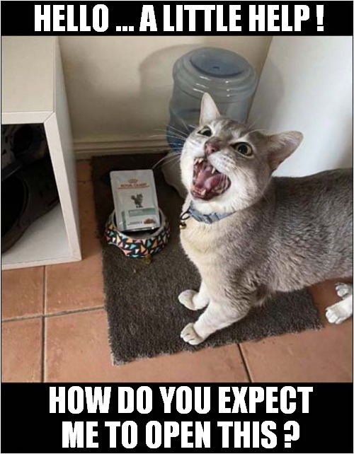 My Owner Is An Idiot ! | HELLO ... A LITTLE HELP ! HOW DO YOU EXPECT ME TO OPEN THIS ? | image tagged in cats,owner,idiot,food,sachet | made w/ Imgflip meme maker