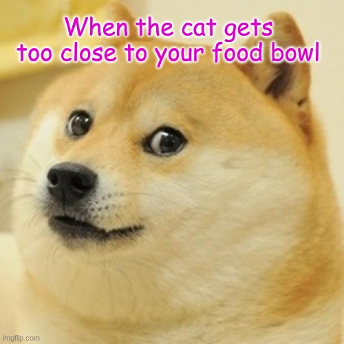 dogs be like | When the cat gets too close to your food bowl | image tagged in memes,doge | made w/ Imgflip meme maker