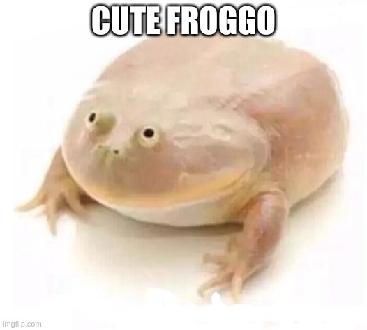 My Dudes | CUTE FROGGO | image tagged in my dudes | made w/ Imgflip meme maker