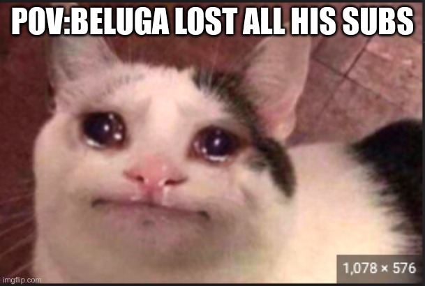 Beluga is sad | POV:BELUGA LOST ALL HIS SUBS | image tagged in cats,crying,crying cat,beluga,youtube | made w/ Imgflip meme maker