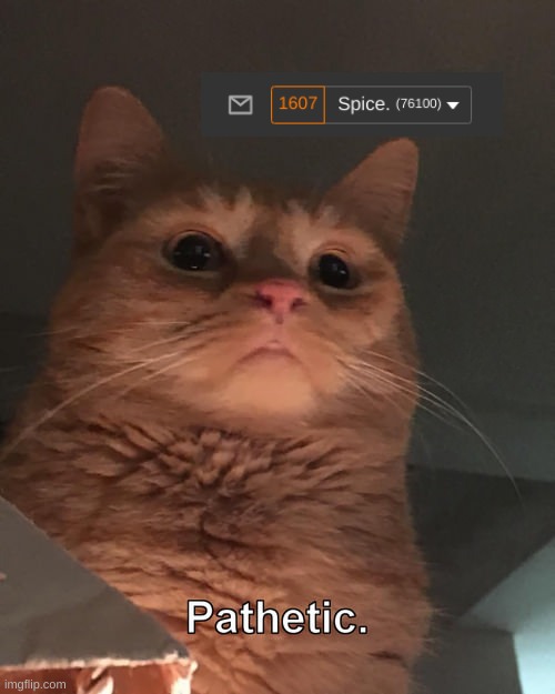 Pathetic cat | image tagged in pathetic cat | made w/ Imgflip meme maker