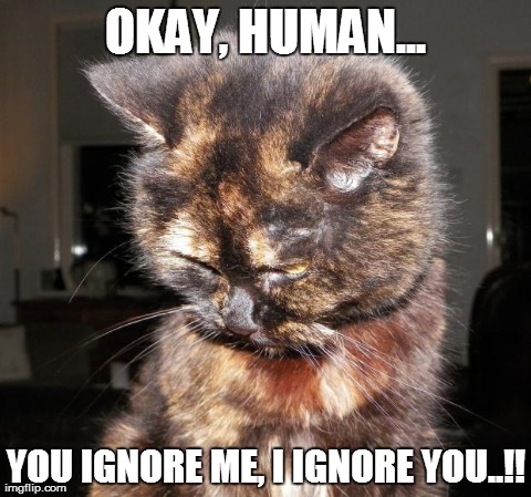 OKAY, HUMAN... YOU IGNORE ME, I IGNORE YOU..!! | image tagged in cats | made w/ Imgflip meme maker