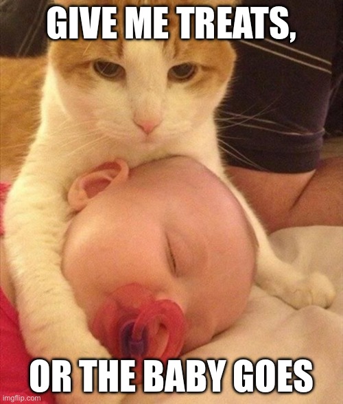 My baby | GIVE ME TREATS, OR THE BABY GOES | image tagged in cool cat stroll | made w/ Imgflip meme maker