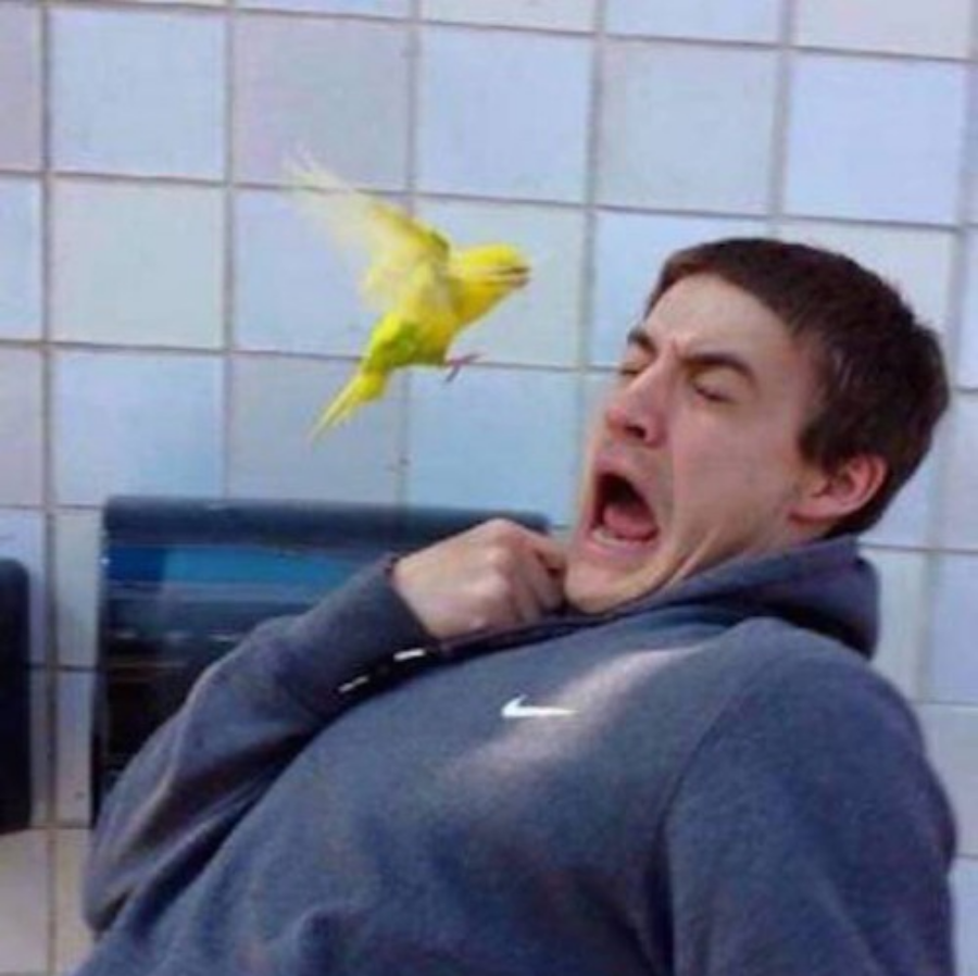 Guy scared of bird yellow parrot instagram size Blank Meme Template