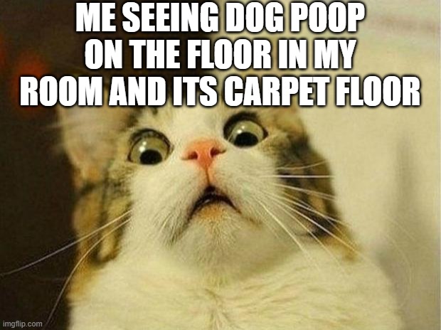 Scared Cat Meme | ME SEEING DOG POOP ON THE FLOOR IN MY ROOM AND ITS CARPET FLOOR | image tagged in memes,scared cat | made w/ Imgflip meme maker