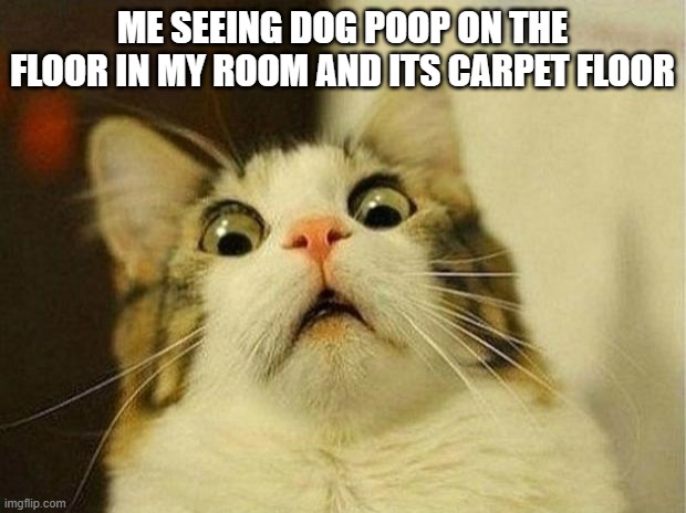 Scared Cat | ME SEEING DOG POOP ON THE FLOOR IN MY ROOM AND ITS CARPET FLOOR | image tagged in memes,scared cat | made w/ Imgflip meme maker