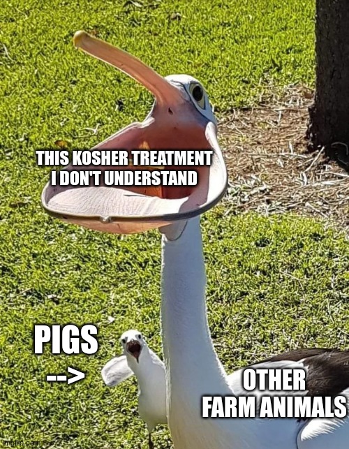 why every religon gotta hate pork? | THIS KOSHER TREATMENT I DON'T UNDERSTAND; PIGS -->; OTHER FARM ANIMALS | image tagged in pelican,religion | made w/ Imgflip meme maker