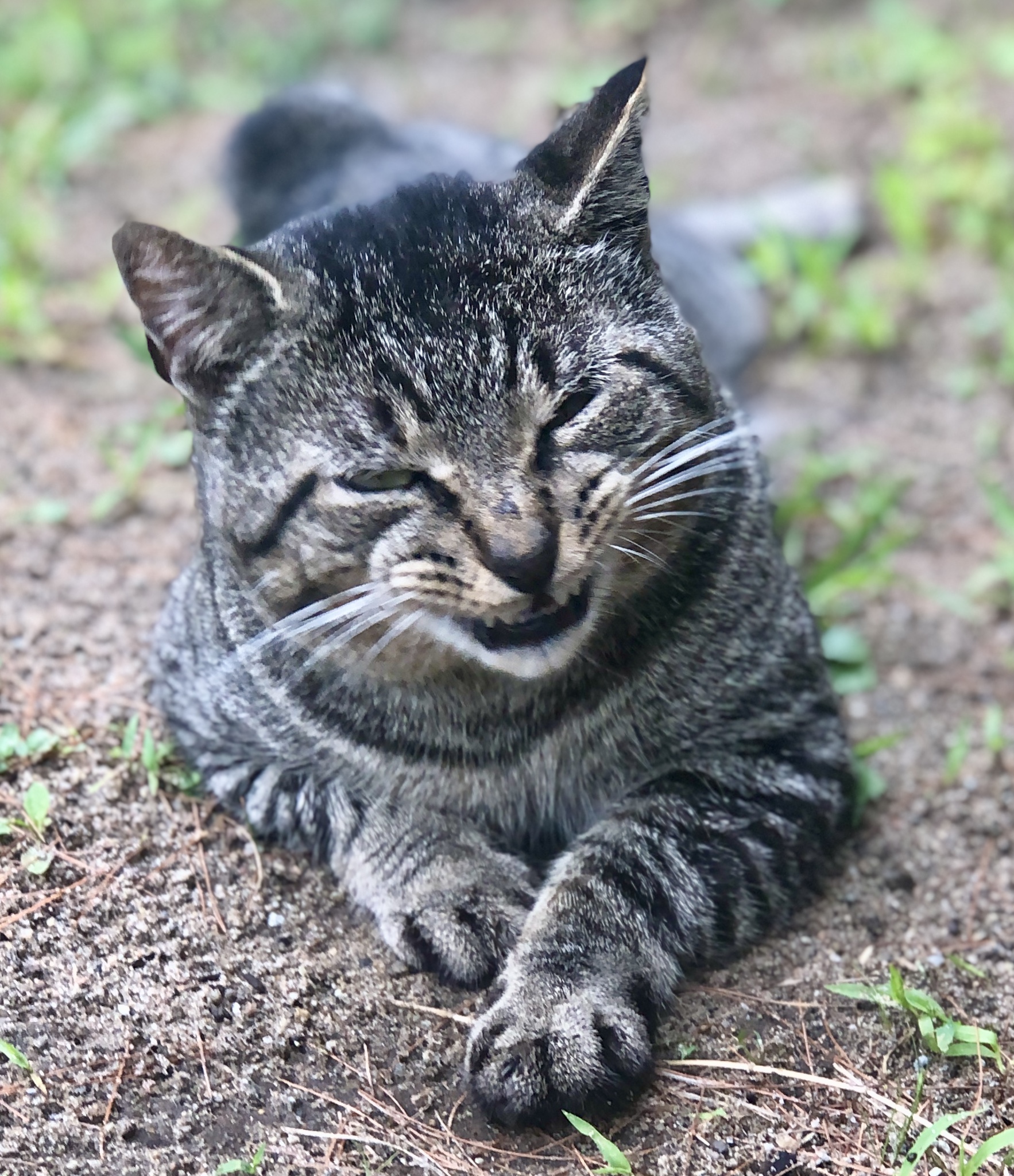 High Quality Laughing Kitty Blank Meme Template