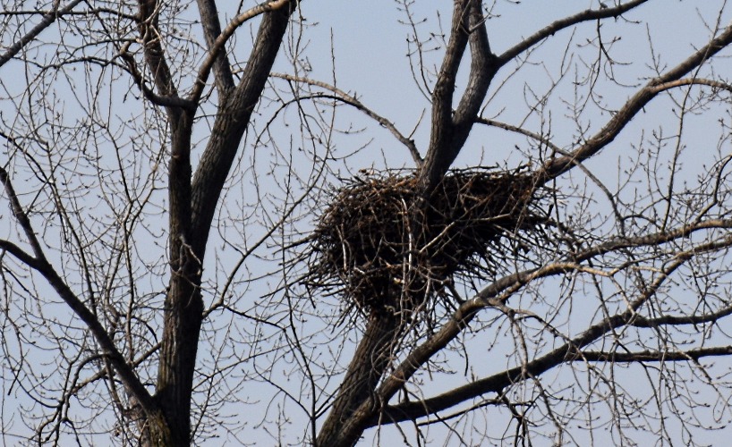 I found an Eagles nest! | image tagged in eagle,nest,kewlew | made w/ Imgflip meme maker
