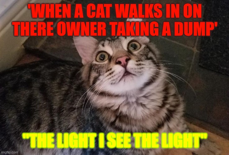 the owner takes a dump | 'WHEN A CAT WALKS IN ON THERE OWNER TAKING A DUMP'; "THE LIGHT I SEE THE LIGHT" | image tagged in traumatic funny cat | made w/ Imgflip meme maker