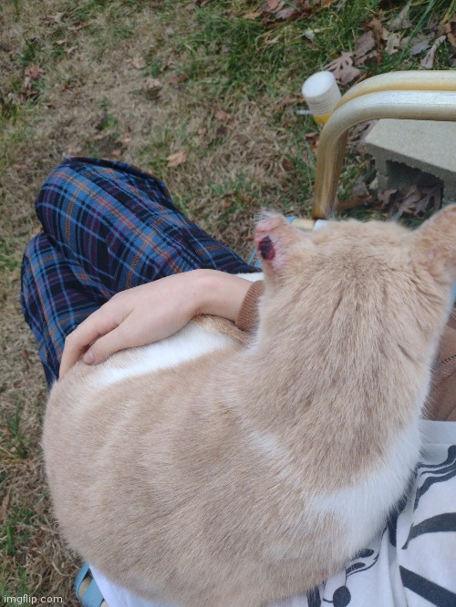 Smoll angel on my lap | image tagged in angel,cat | made w/ Imgflip meme maker