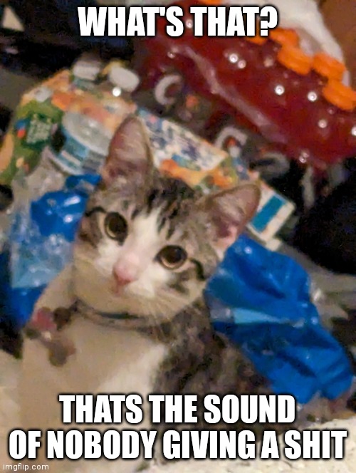 El Gato | WHAT'S THAT? THATS THE SOUND OF NOBODY GIVING A SHIT | image tagged in el gato | made w/ Imgflip meme maker