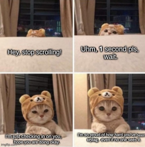 please, do yourself a favor and smile today :> | image tagged in cute cats,smile,today,please | made w/ Imgflip meme maker