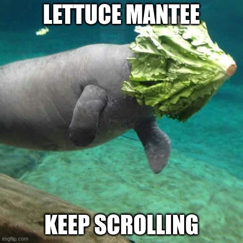 unoriginal image title | LETTUCE MANTEE; KEEP SCROLLING | image tagged in manatee lettuce faceplant,memes,funny,lettuce,manatee,imgflip trends | made w/ Imgflip meme maker