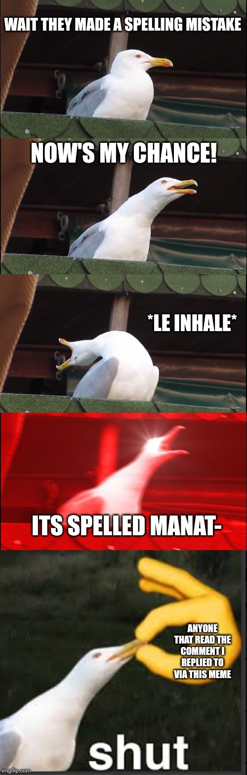WAIT THEY MADE A SPELLING MISTAKE NOW'S MY CHANCE! *LE INHALE* ITS SPELLED MANAT- ANYONE THAT READ THE COMMENT I REPLIED TO VIA THIS MEME | image tagged in memes,inhaling seagull | made w/ Imgflip meme maker