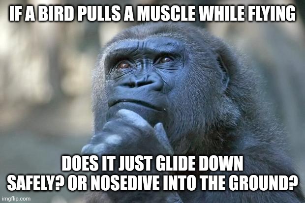 This must happen right? Am I the only one thinking of this???? |  IF A BIRD PULLS A MUSCLE WHILE FLYING; DOES IT JUST GLIDE DOWN SAFELY? OR NOSEDIVE INTO THE GROUND? | image tagged in that is the question,birds,muscle,crash,flying,interesting | made w/ Imgflip meme maker