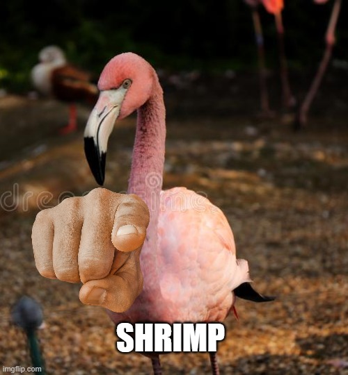 SHRIMP | image tagged in memes,simp,funny memes,flamingo,shitpost | made w/ Imgflip meme maker