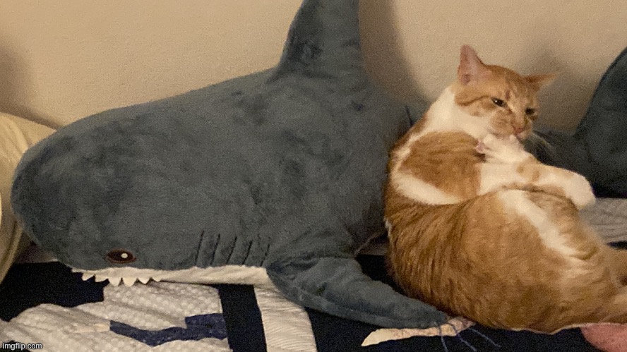 Blåhaj and chandler | image tagged in shark,cat | made w/ Imgflip meme maker