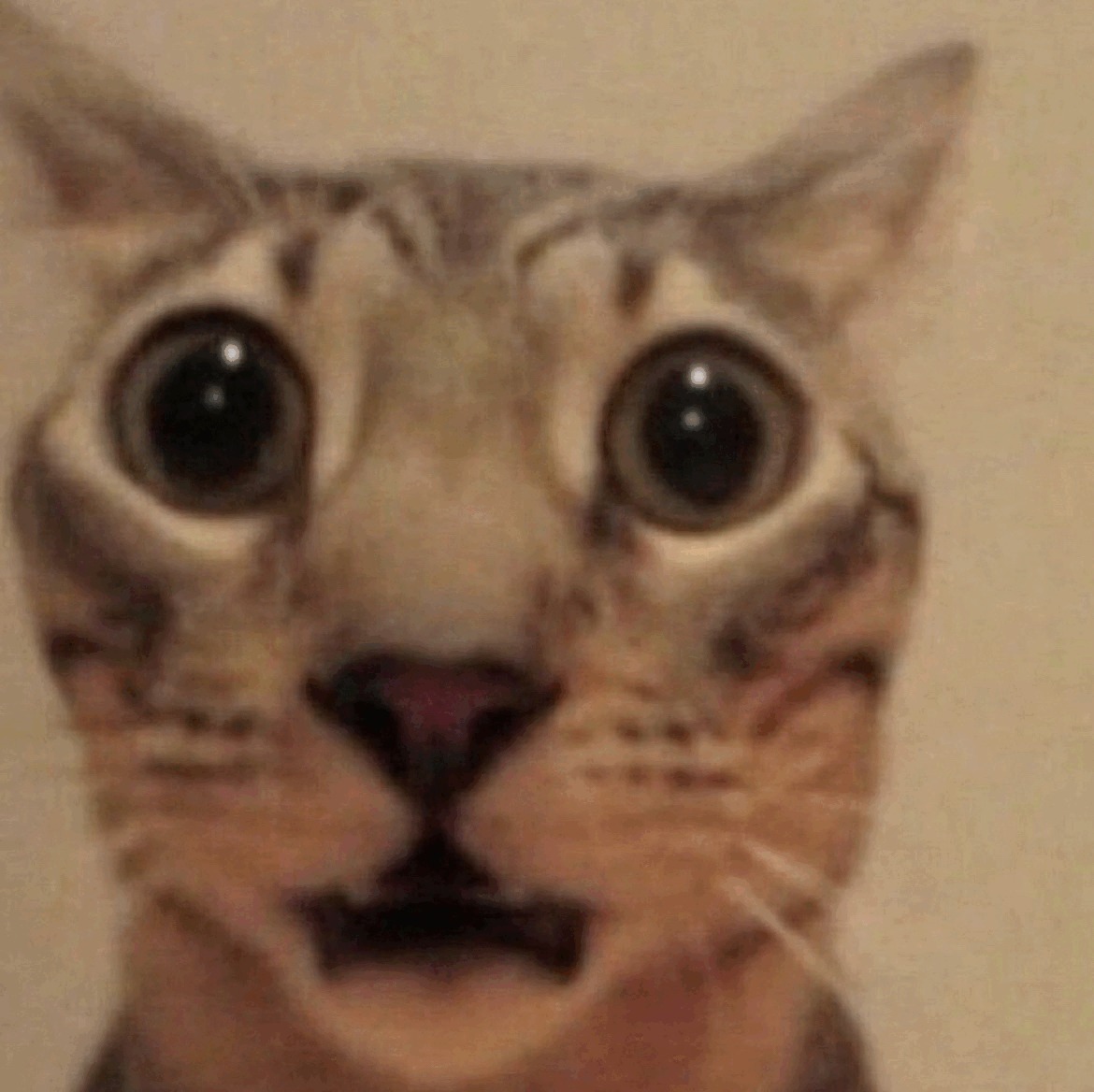 Domestic Short haired Cat Blank Template Imgflip