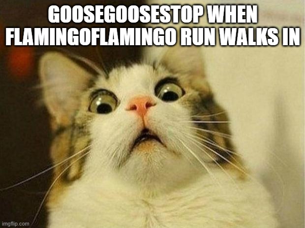 Scared Cat Meme | GOOSEGOOSESTOP WHEN FLAMINGOFLAMINGO RUN WALKS IN | image tagged in memes,scared cat | made w/ Imgflip meme maker