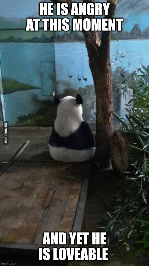 Antisocial Panda | HE IS ANGRY AT THIS MOMENT; AND YET HE IS LOVEABLE | image tagged in antisocial panda | made w/ Imgflip meme maker