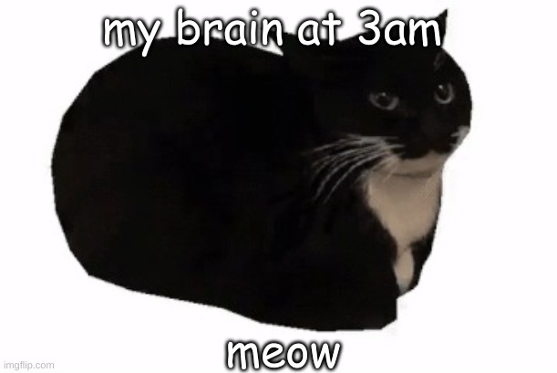 maxwell the cat | my brain at 3am; meow | image tagged in maxwell the cat | made w/ Imgflip meme maker