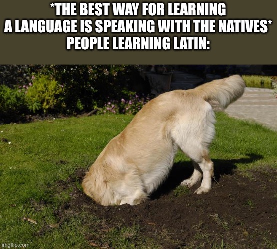 *THE BEST WAY FOR LEARNING A LANGUAGE IS SPEAKING WITH THE NATIVES*
PEOPLE LEARNING LATIN: | image tagged in dogs,memes,funny | made w/ Imgflip meme maker