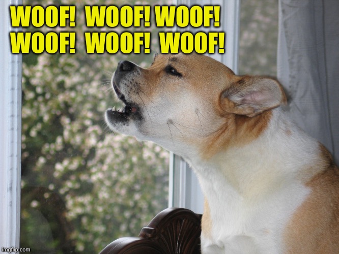 Dog barking | WOOF!  WOOF! WOOF!  WOOF!  WOOF!  WOOF! | image tagged in dog barking | made w/ Imgflip meme maker