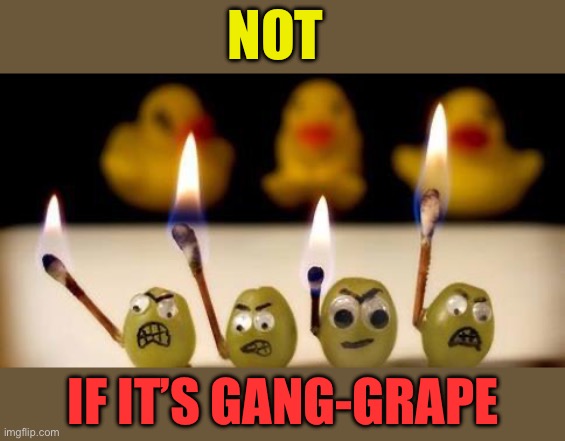 angry grapes | NOT IF IT’S GANG-GRAPE | image tagged in angry grapes | made w/ Imgflip meme maker