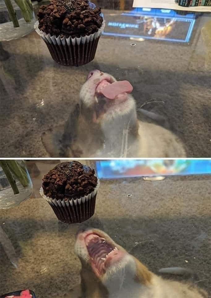 High Quality Cupcake Block Dog Blank Meme Template