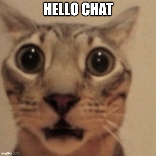 Domestic short-haired cat | HELLO CHAT | image tagged in domestic short-haired cat | made w/ Imgflip meme maker