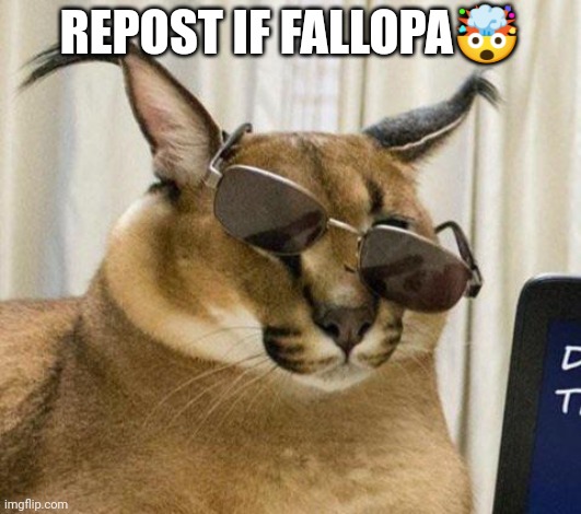 MR FLOPPPPAAA | REPOST IF FALLOPA🤯 | image tagged in mr floppppaaa | made w/ Imgflip meme maker