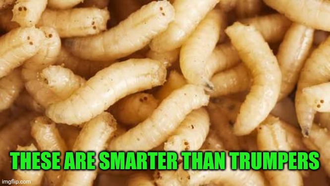 Maggots | THESE ARE SMARTER THAN TRUMPERS | image tagged in maggots | made w/ Imgflip meme maker