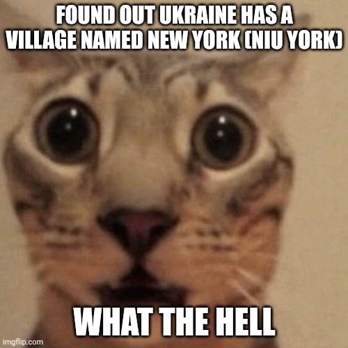 Domestic short-haired cat | FOUND OUT UKRAINE HAS A VILLAGE NAMED NEW YORK (NIU YORK); WHAT THE HELL | image tagged in domestic short-haired cat | made w/ Imgflip meme maker