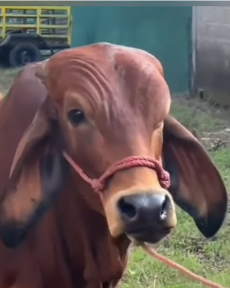 High Quality cow eyebrow raise Blank Meme Template