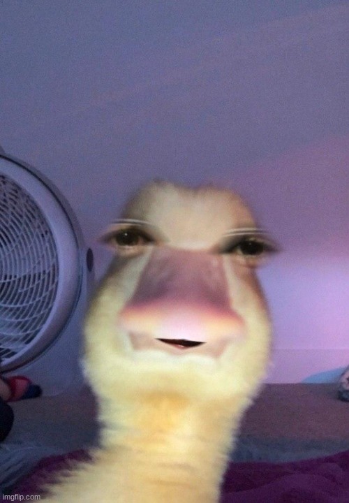 Duck face | image tagged in fun,ducks | made w/ Imgflip meme maker
