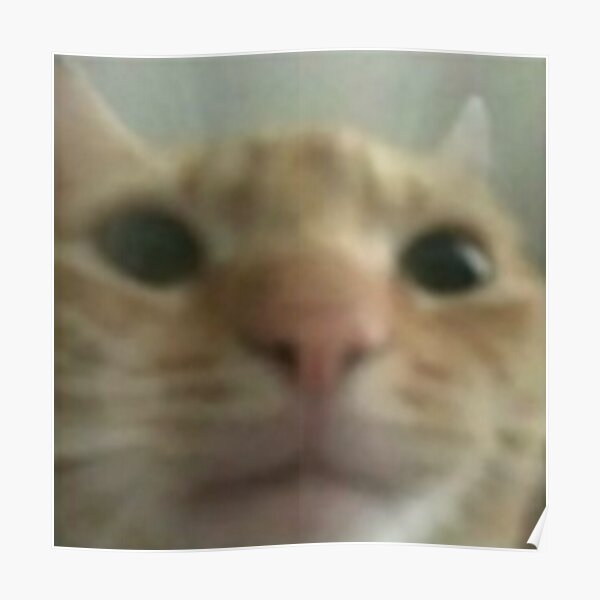 High Quality Ugly cat Blank Meme Template