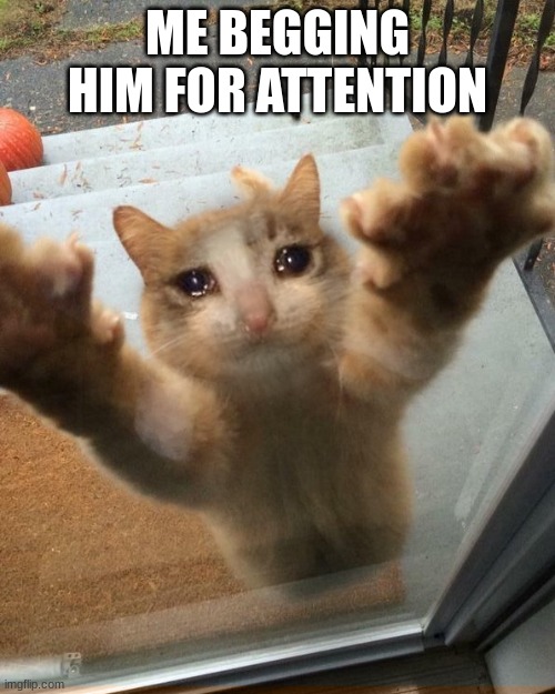 Crying sad cat trying to get into house | ME BEGGING HIM FOR ATTENTION | image tagged in crying sad cat trying to get into house | made w/ Imgflip meme maker