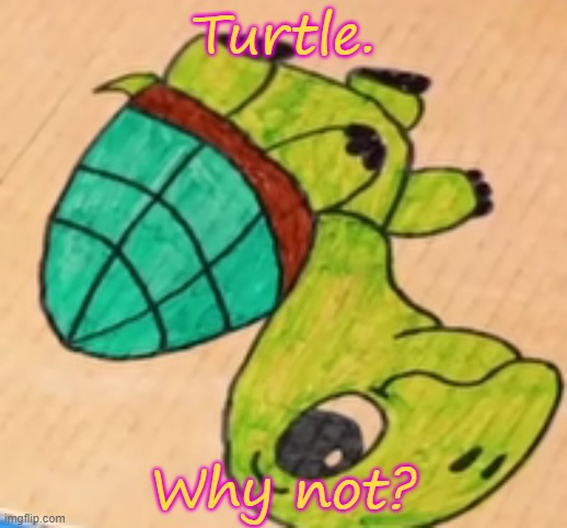Turtle. | Turtle. Why not? | image tagged in why not | made w/ Imgflip meme maker
