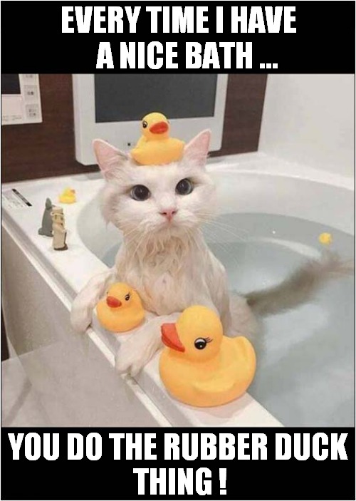 Unhappy Soggy Moggy ! | EVERY TIME I HAVE
   A NICE BATH ... YOU DO THE RUBBER DUCK
 THING ! | image tagged in cats,bath time,rubber ducks | made w/ Imgflip meme maker
