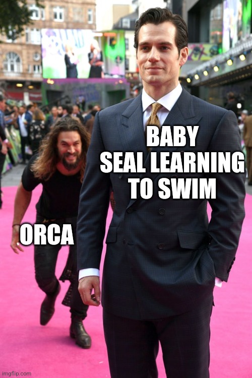 Jason Momoa Henry Cavill Meme | BABY SEAL LEARNING TO SWIM; ORCA | image tagged in jason momoa henry cavill meme | made w/ Imgflip meme maker