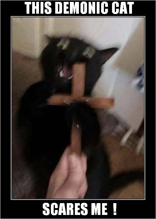 Cat Exorcism In Progress ! | THIS DEMONIC CAT; SCARES ME  ! | image tagged in cats,demonic,exorcism | made w/ Imgflip meme maker