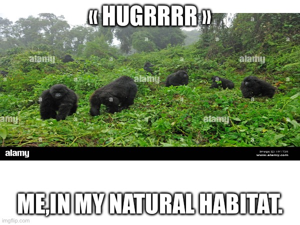 Gorille | « HUGRRRR »; ME,IN MY NATURAL HABITAT. | image tagged in nature,monkey | made w/ Imgflip meme maker