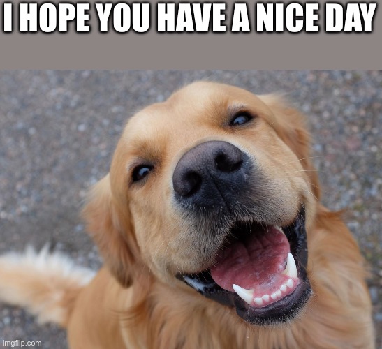Happy | I HOPE YOU HAVE A NICE DAY | image tagged in fluffy,golden retriever | made w/ Imgflip meme maker