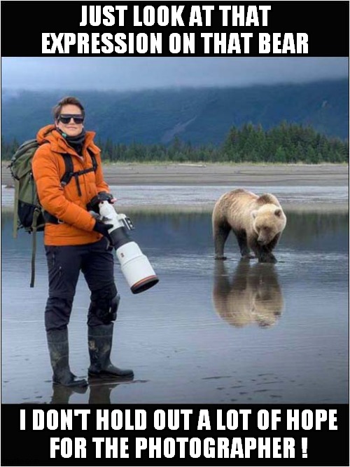 I Want To See What Happens Next ! | JUST LOOK AT THAT EXPRESSION ON THAT BEAR; I DON'T HOLD OUT A LOT OF HOPE
 FOR THE PHOTOGRAPHER ! | image tagged in photographer,bear,dark humour | made w/ Imgflip meme maker
