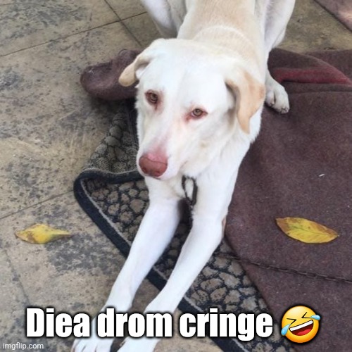 Sad Dog | Diea drom cringe 🤣 | image tagged in sad dog | made w/ Imgflip meme maker