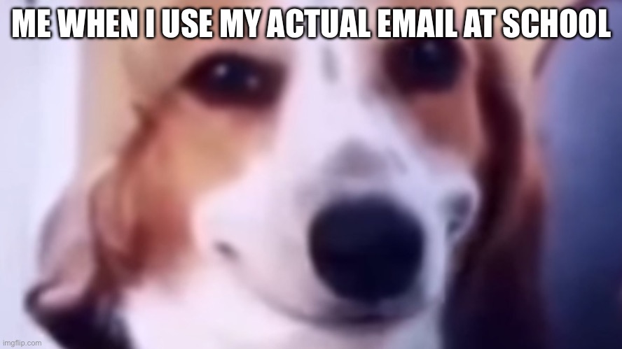 Hei hei boi | ME WHEN I USE MY ACTUAL EMAIL AT SCHOOL | image tagged in smiling dog | made w/ Imgflip meme maker
