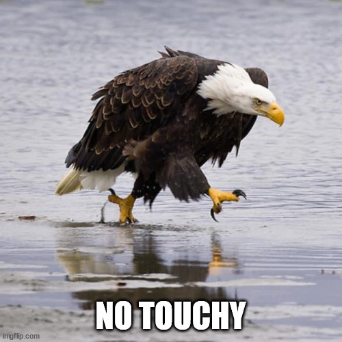 Angry Eagle | NO TOUCHY | image tagged in angry eagle | made w/ Imgflip meme maker