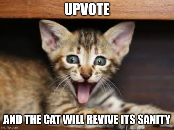Sanity cat | UPVOTE; AND THE CAT WILL REVIVE ITS SANITY | image tagged in sanity cat | made w/ Imgflip meme maker