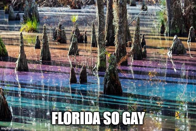 FLORIDA SO GAY | image tagged in florida,swamp,gay | made w/ Imgflip meme maker